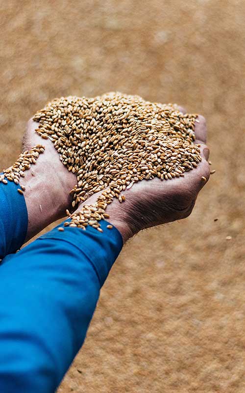 Grain Désinsectisation | Traita Agro