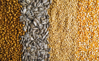 Réglementation 2026 : Tout ce qui change pour la sécurité sanitaire des céréales