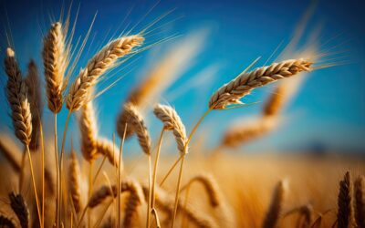 Préparer l’été : renforcer la prévention nuisibles