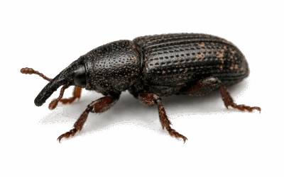 Ravageurs des céréales stockées
