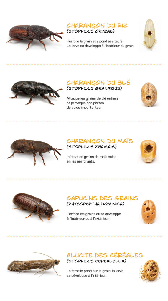 exemples de ravageurs primaires 