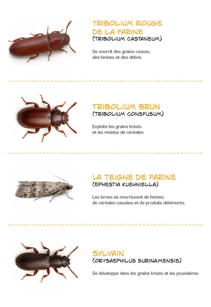 exemples ravageurs secondaires