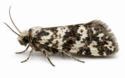 Prévention des insectes volants en usine